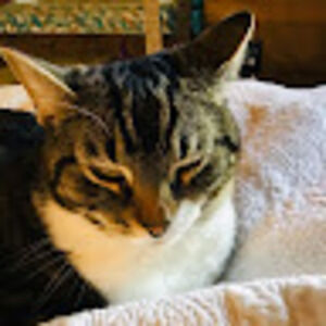 Meet your Posher, Adelaide